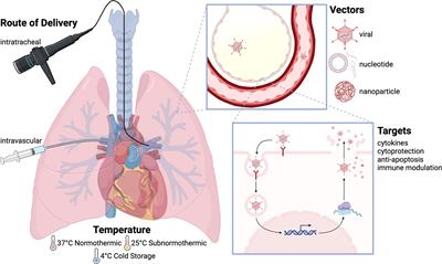 Gene Therapy: Will the Promise of Optimizing Lung Allografts Become Reality?